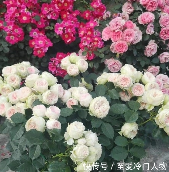 月季红蜘蛛爆发期,这套防治攻略请收好