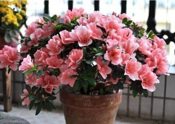养花就养这几款,美观大方,叶色浓绿,花色绚烂丰富