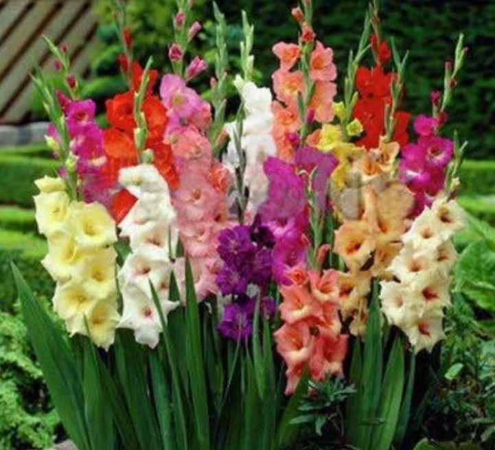 4种漂亮花，花色艳、花量大，一开就美爆，给点水就疯长，太好养