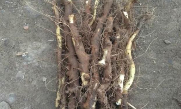 农村|农村长在树上的“生姜”,被城里人炒到百元斤,药性大没人敢用