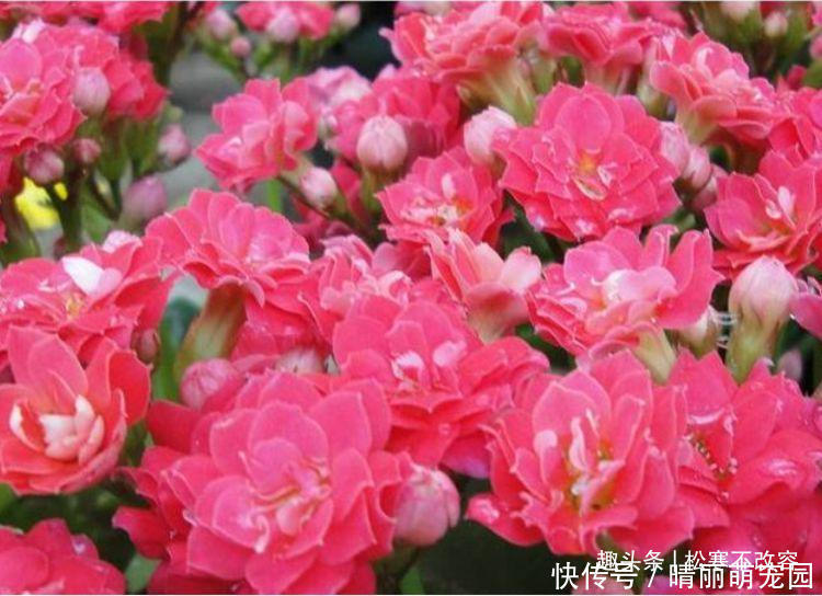 长寿花|几种花养了就爆盆,好养易活开花漂亮,越不浇水越爆盆