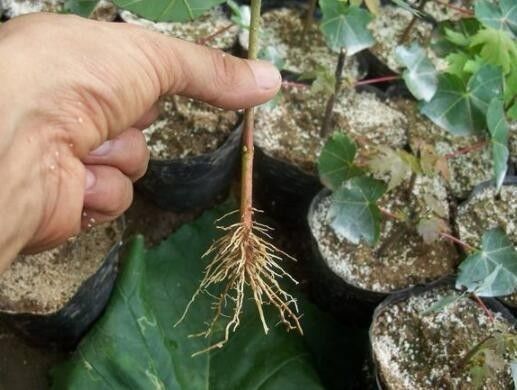 阿司匹林|此4种小药片过期别扔了,兑水浇花,叶片油绿猛开花,爆盆太美了