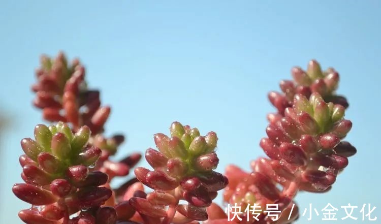 以阳光为滤镜,蓝天为背景,期待拥抱春天,拥抱自然!