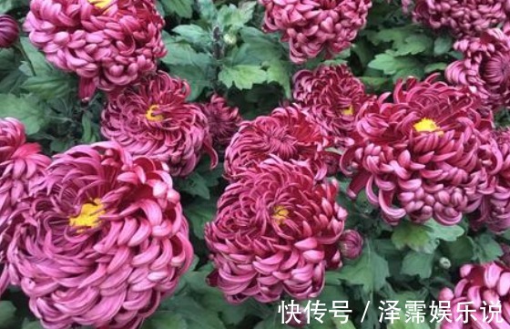 盆栽|新手养花,不如养一盆“墨狮”,花似沉睡雄狮,花期长适合盆栽养