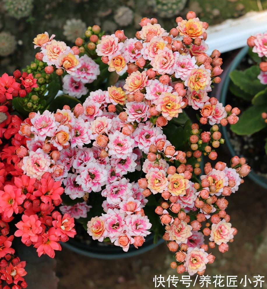 猫腻|花市长寿花叶大花苞多?里面“猫腻”很多,不信你可以试一试