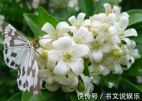 盆栽|媳妇在家养殖盆栽九里香,做好了这几点,枝繁叶茂花开不断香飘满