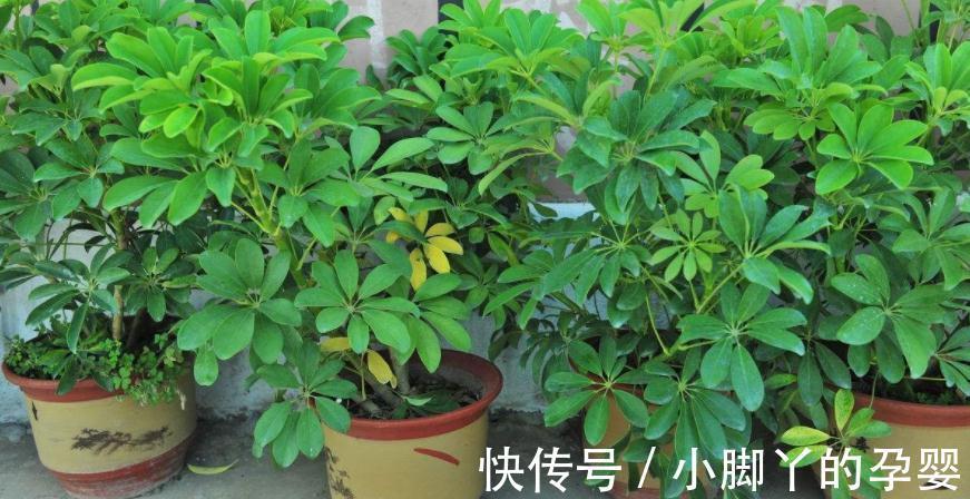 气温转凉后,顺应季节变化做出这些调整,盆栽才不会黄叶掉叶