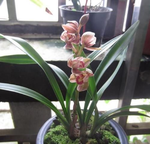  香味|气质最高贵的兰花，花色靓丽，香味浓烈，是兰友们梦寐以求的品种