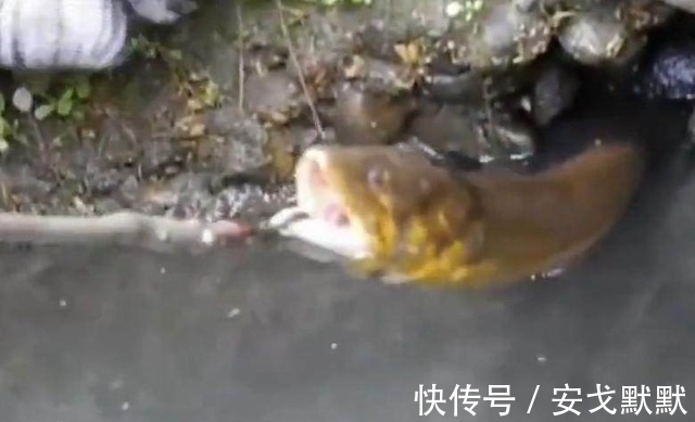 大鱼|男子花费5个多小时呆在臭水沟,竟然只为了带到这条金色的大鱼!