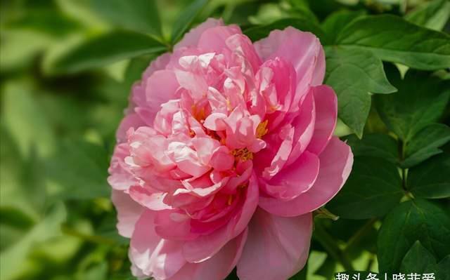 赏梅|越养越金贵的“4种花”,能活上百年,老了就是“传家宝”