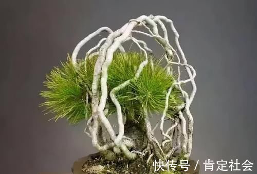 沙土|提根盆景的制作并不难,但做到了极致,以根代干,可以从头美到脚