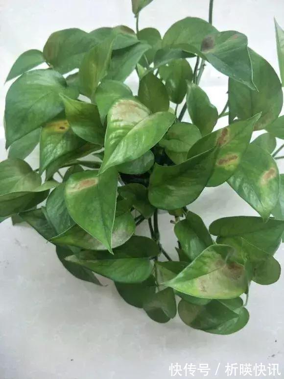 养花别舍不得,就得“割韭菜”,割1茬10天冒新芽,长势旺!