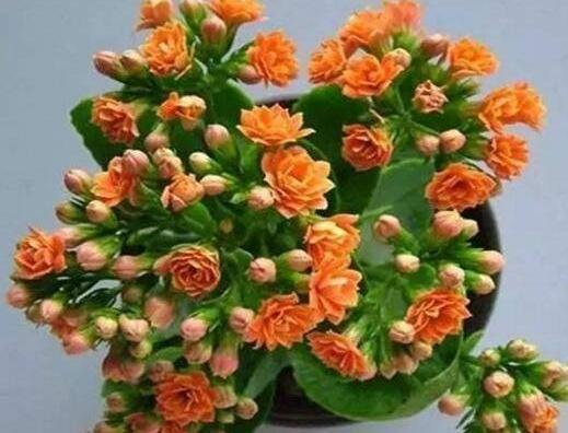 自制花肥太臭那就用点“它”，5天一小勺，绿萝长寿……都能用