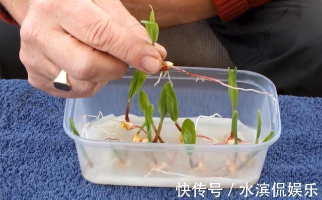 2个月没在家,厨房的菜变成小森林,再也不用买花了!水培蔬菜盆