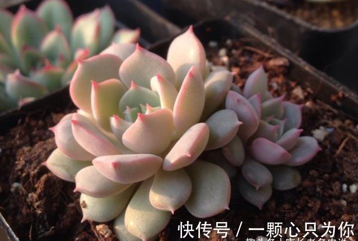 隔壁的克拉拉号称亚洲第一女神,你家的克拉拉是不是最美的多肉?