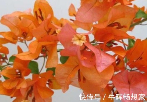 新手养花，不如养盆花中精品“橙雀三角梅”，花开爆盆，艳丽多姿