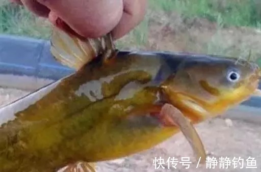 爆钓黄骨鱼,一晚上拉了34斤!钓友全部看哭了!