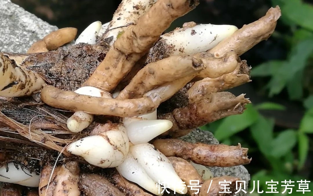 刚买的兰花怎么种?4种常犯的错误,新手兰友要学会避免