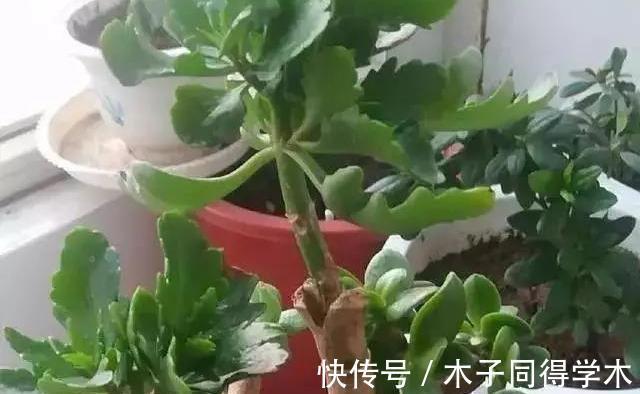 玉树|长寿花嫁接到玉树上,亲源近成活率高,来年的花开成了花团