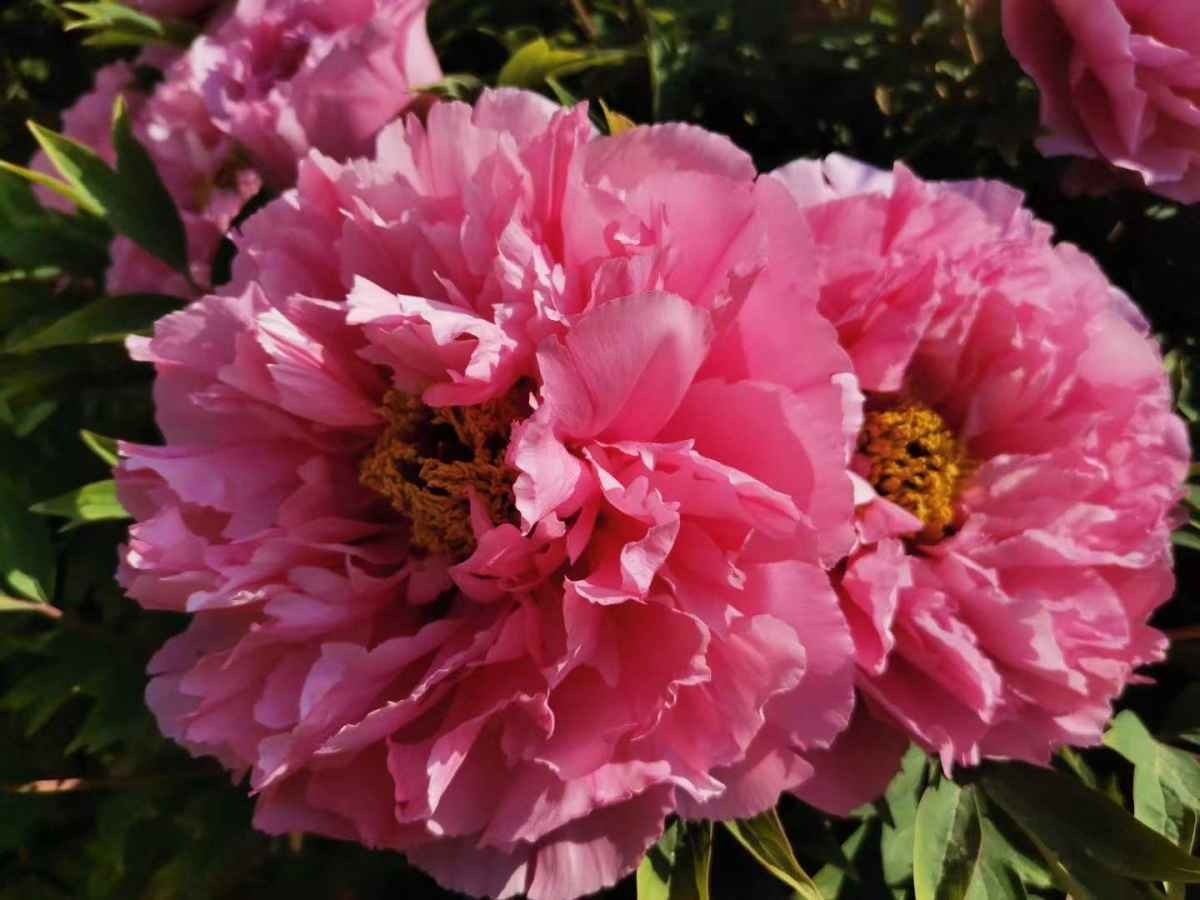 盆栽|3款值得盆栽的“长期花”,年年开花200多天,花朵个大色泽艳丽