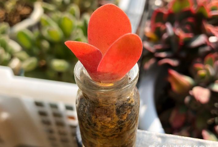 新玩法——用玻璃瓶养多肉，既方便打理又易于上色，阳台党的福音