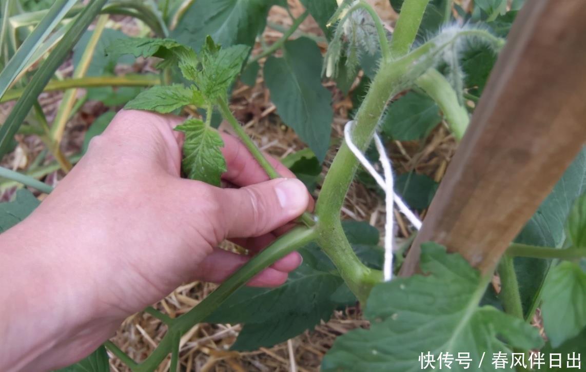 阳台盆栽番茄，记住一句“口诀”，就能结果五六层，果子大又红