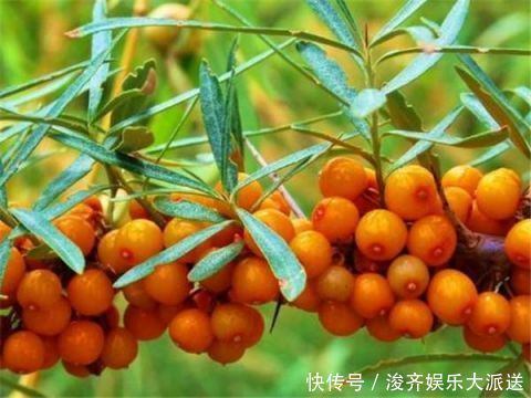 能量|世界上几种“超级能量水果”,抗老效果极佳