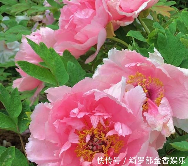 家乡|同是宣传家乡牡丹孟美岐严肃用心,王一博只说四句话点赞翻倍