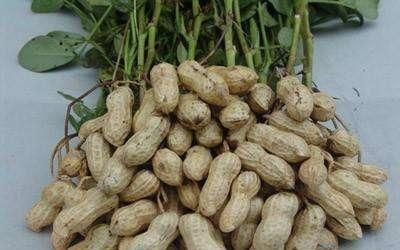 吃醋|花生和它一起吃被称为天然“青霉素”,每天一勺,血管干干净净