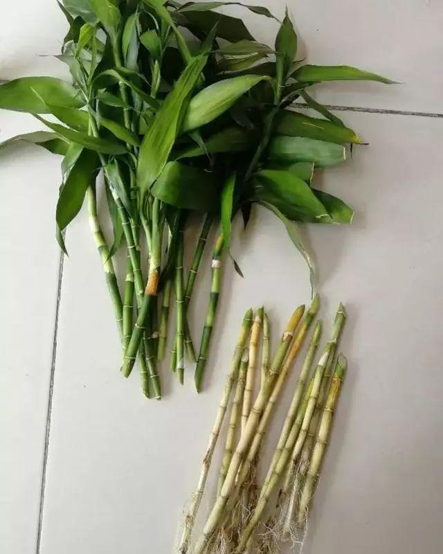 入冬后,这些花别折腾,越折腾越死