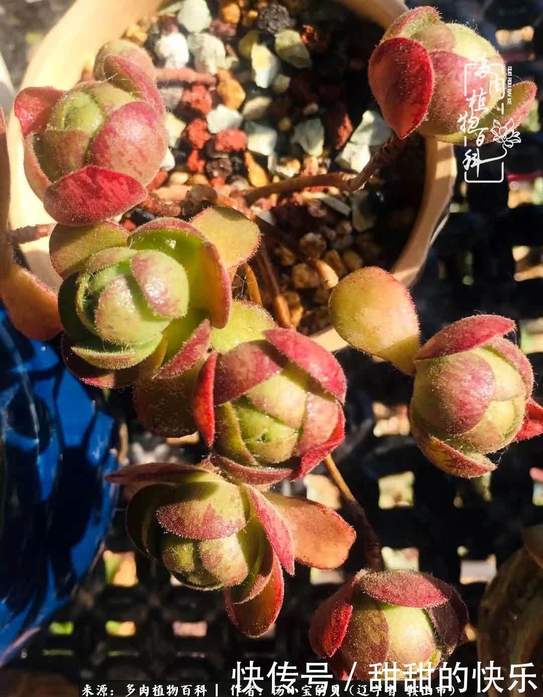 蚧壳虫|远嫁他乡,多肉是我孤寂时最美的陪伴!