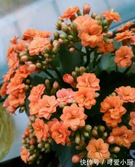 长寿花长出花苞后,长时间不开花?2个动作催一催,轻松爆花