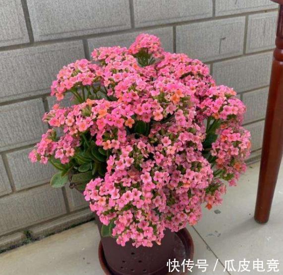 植株|长寿花有个小机关,冬天打开花量翻几番,轻松爆盆美呆了