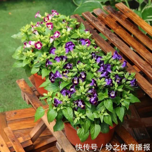 最爱晒太阳的8种花,越晒开花越多,阳台养几盆,开花成海