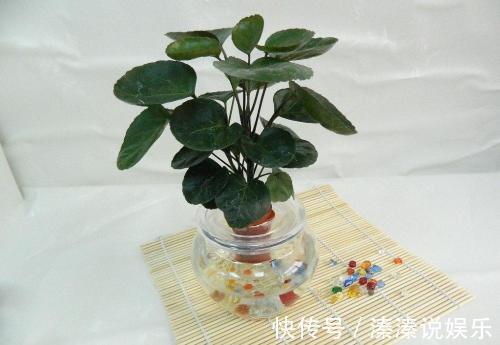 烂根|盆里加点宝,透气防烂根,养花好帮手,养一盆旺一盆!