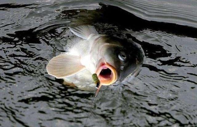 黑坑|钓鱼选饵并不难,带上这几种饵料,去哪儿钓鱼都有效!