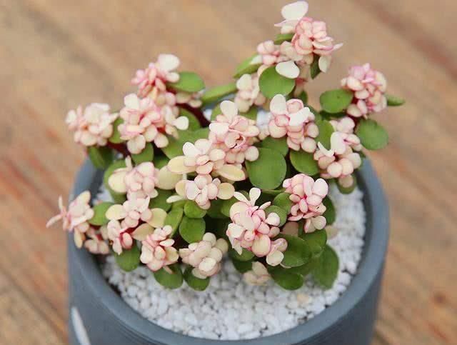 长寿花|3种花就是“小盆命”,越“挤”长得越健康,不烂根长得旺