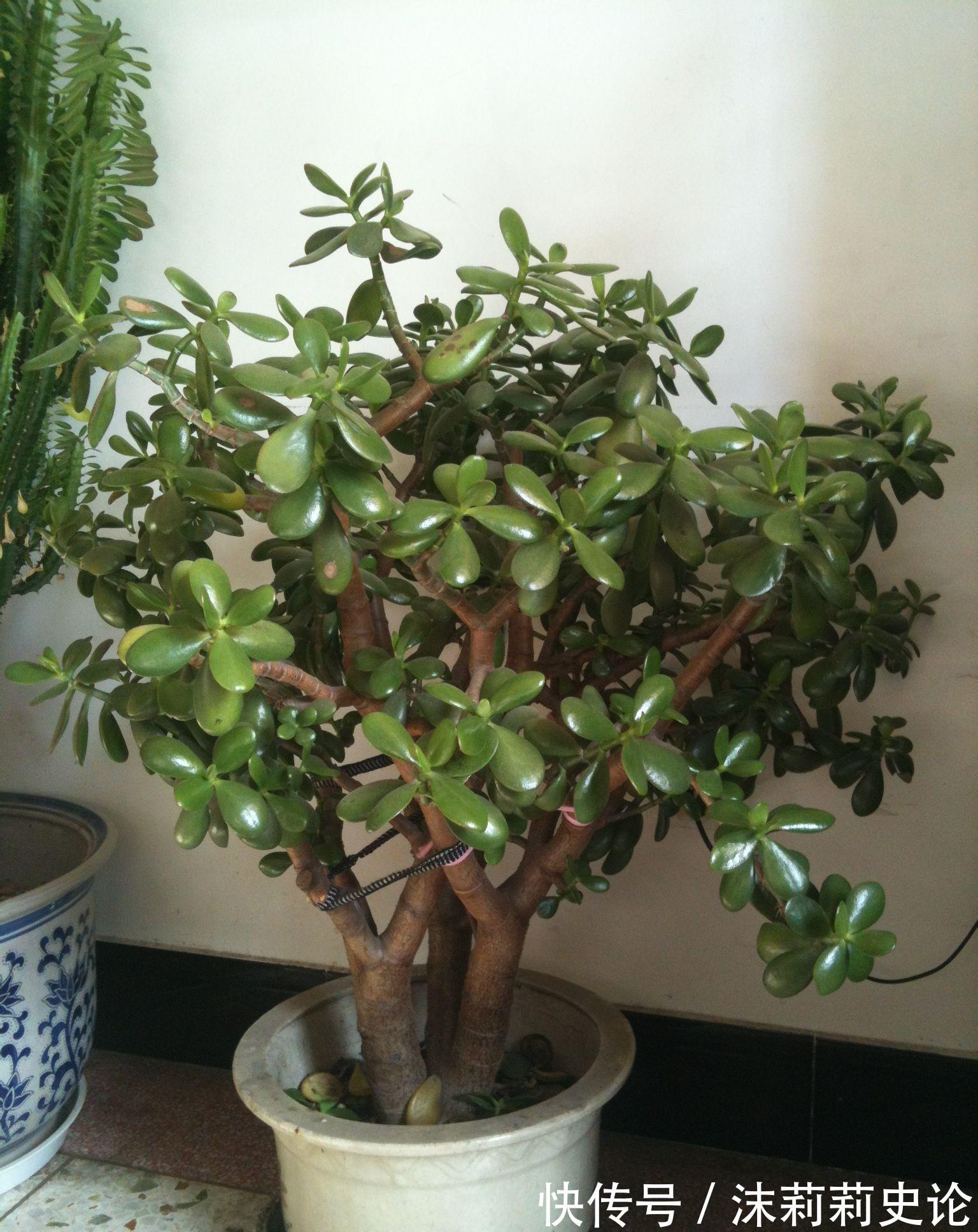 养花试试这几款，是集食用、药用、美容、观赏于一体的新植物