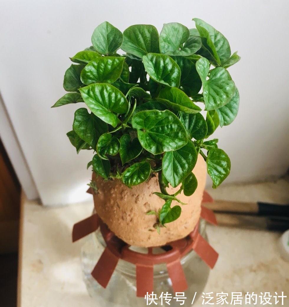 红薯还能这样玩,简单好养,一个月变盆景,生机盎然