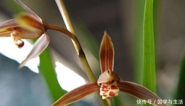 兰花最低多少度会冻伤记住了，就是这2个数！