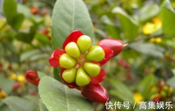 喜欢养花,不如养盆香妃茶花,开花色香俱全,花期还长,超美