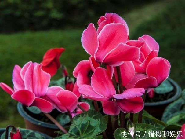 几种花卉，好打理易爆盆，花期长达200天，每天都有花赏