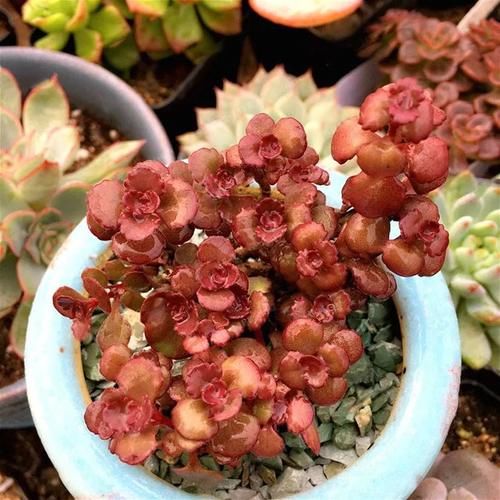 养护盆栽多肉做好这几点,在阳台上养出好看状态