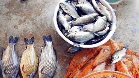 野钓最容易爆护的钓法，下钩几分钟就上鱼，没五年野钓经验玩不动