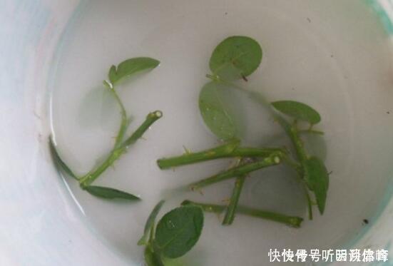 枝条|扦插月季不生根?用这捂一捂,过几天“冒白根”,变成月季大户