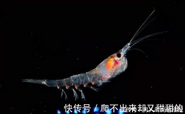 磷虾|钓鱼用的磷虾粉,只要这样配比,一年四季都可用