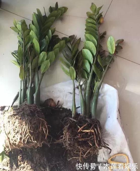 叶子|玉树金钱树,叶子一夜掉光,根软要倒掉,再不救就剩下盆了!