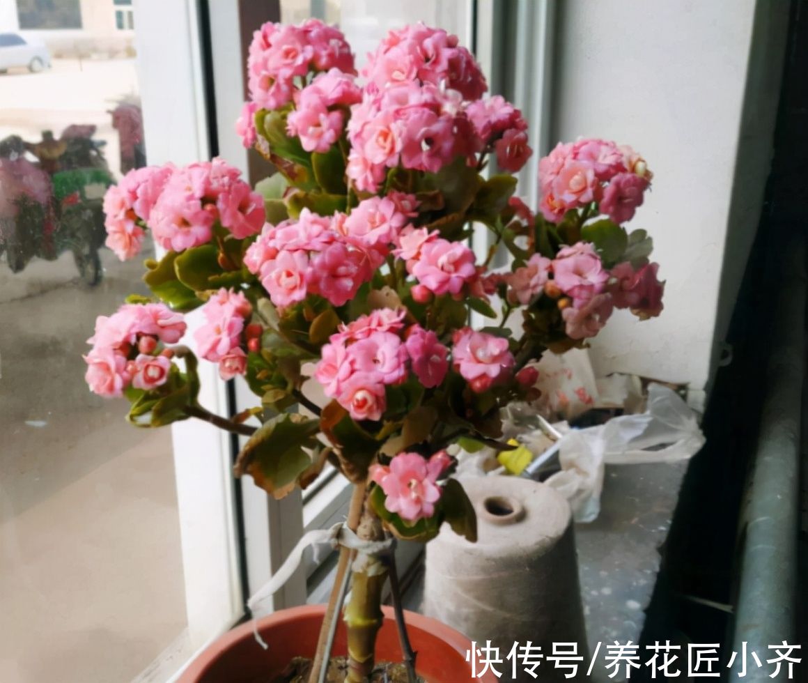 侧芽|长寿花扦插“小技巧”，学会不仅生根快，养一年还能变成棒棒糖