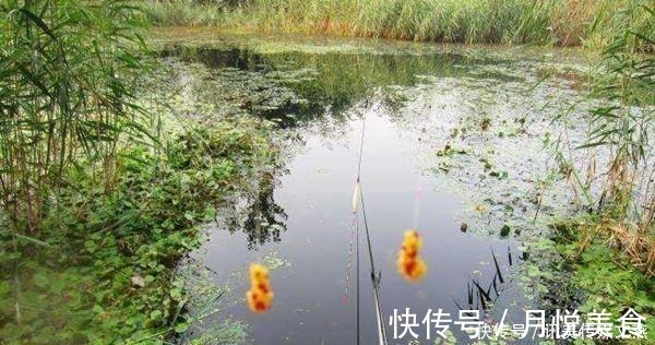 水母|钓鱼技巧：“水拉饵”是个什么饵料？是如何搭配使用的？