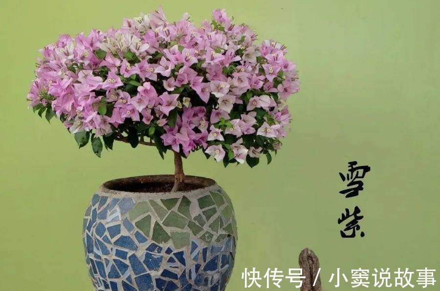 金枝玉叶不能长太高,越矮越值钱,一长高就砍!